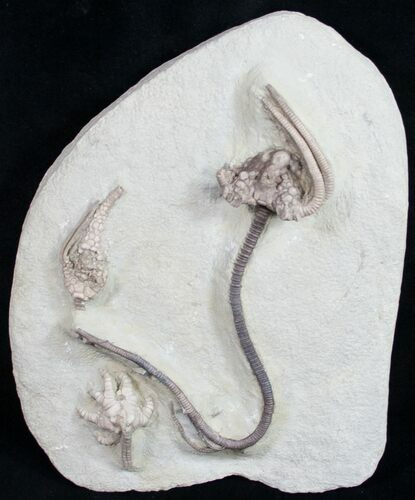 Beautiful Crawfordsville Crinoid Association - #9671